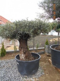 olea europea mesa